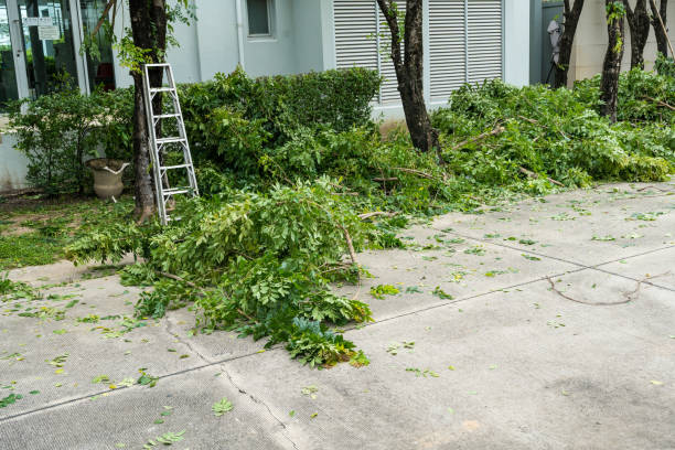 Best Tree Trimming Near Me  in USA